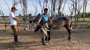 Обучение коня калмыцкой породы, возраст 2 года.