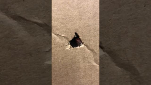 Злая летучая мышь смотреть онлайн