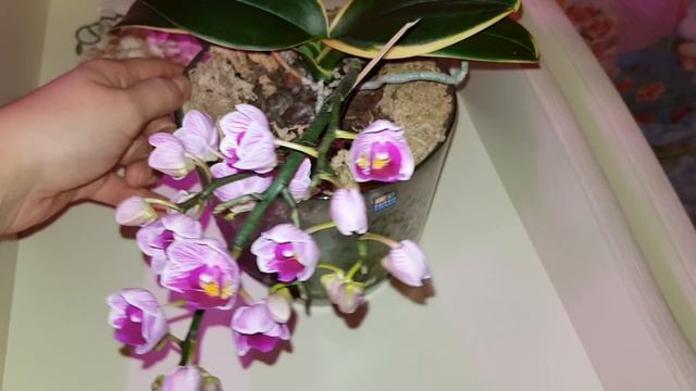 Шикарное цветение орхидей Pinlong Cherry и Sogo Vivien