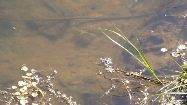 Большая черепаха в Уводи смотреть онлайн