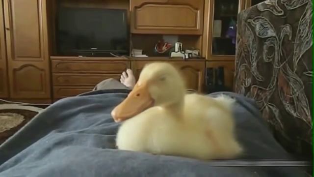 Утенок прикольно храпит смотреть онлайн