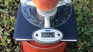 Персик Топ Свит Т5  29.08.2021