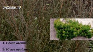 Лучшие Почвопокровные Хвойники - Самые Красивые Низкие Хвойные