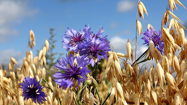 Самоцветы - "Васильковое лето" смотреть онлайн