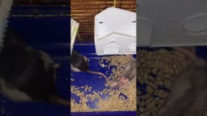 Спаривание крыс