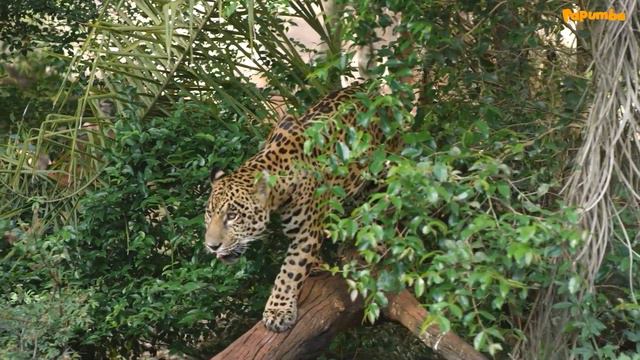 VIDEOS DE GATOS SALVAJES Y DIVERTIDOS 🐆🦁 | Aprendizaje para niños | Felinos | Animales asombrosos смотреть онлайн