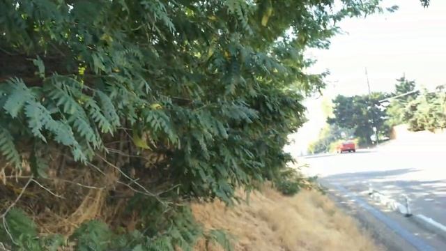 Honey Locust (Gleditsia triacanthos) - Ninja Gardening - Episode 31 смотреть онлайн