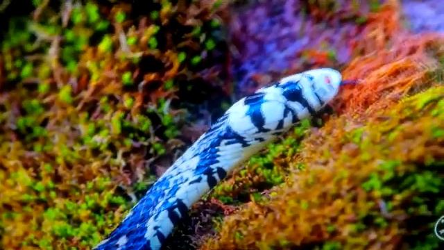 LG 50PX960 (верхний) LX508D (нижний)