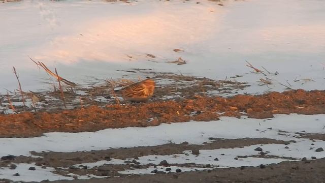 Супер камуфляж для дарогі! Снежны падарожнік Calcarius laponicus Лапландский подорожник смотреть онлайн
