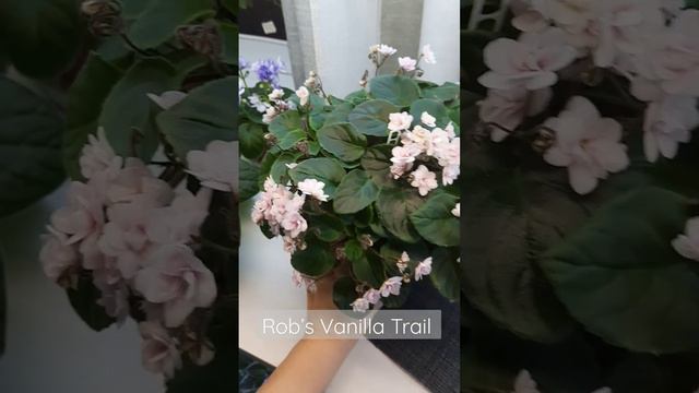 #фиалки смотреть онлайн