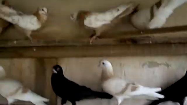 Голуби Свердловские смотреть онлайн