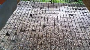 Сетка для кроликов. Пол в клетке