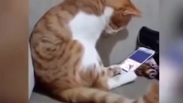 Коту показали видео с его погибшим хозяином. Кадры, от которых сжимается сердце смотреть онлайн