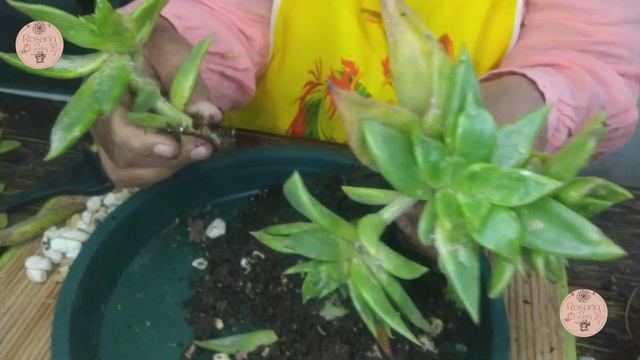 Retirando hijuelos de las Echeverias Agavoides Red Edge y trasplantado