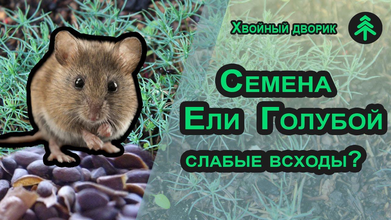 Как бесстрашная мышь съела семена голубой ели! Причина слабой всхожести сеянцев хвойных! смотреть онлайн