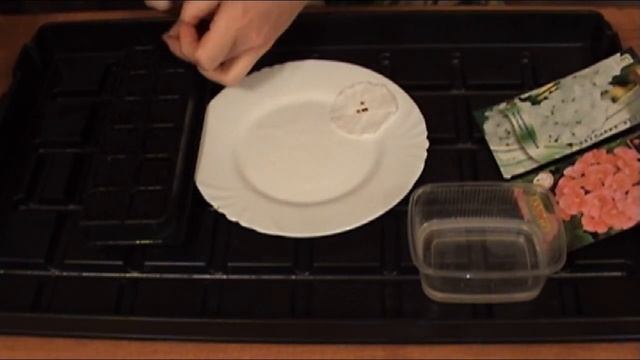 В дом или на улицу? Чем хороша пеларгония из семян? Цветение пеларгонии круглый год! смотреть онлайн