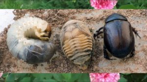 Жуки съедают розы !!! Что делать ???