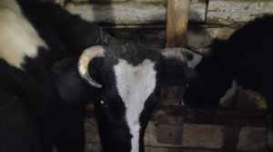 Подготовка НЕТЕЛЕЙ к ОТЕЛУ! //  НЕТЕЛЬ БОДАЕТСЯ! //КОРМЛЕНИЕ НЕТЕЛЕЙ ПЕРЕД ОТЕЛОМ.