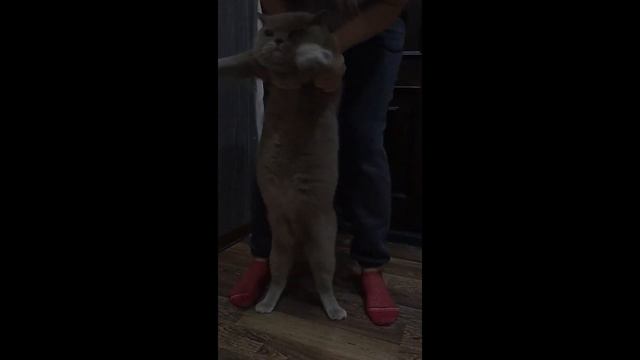 Кот танцует. смотреть онлайн