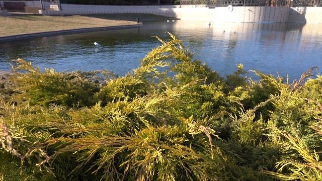 Зимовка Рыбы в Пруду. Почему Гибнет Рыба? смотреть онлайн