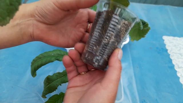 Стрептокарпусы (саженцы) смотреть онлайн