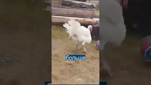 Якутские дети играют в футбол С ИНДЮКАМИ смотреть онлайн