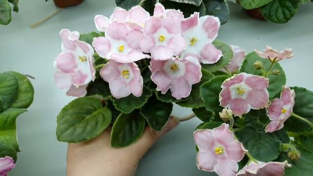 Мои стандартные фиалки часть 1. смотреть онлайн