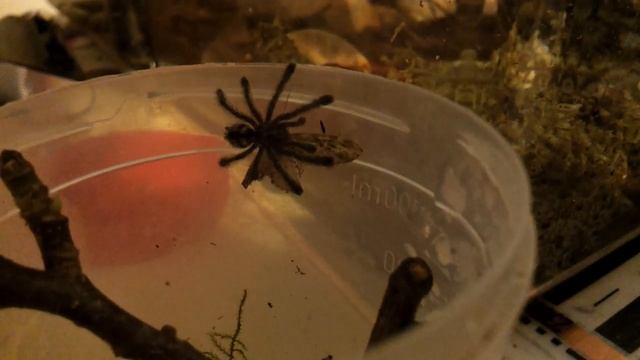 Avicularia Purpurea Feeding HD смотреть онлайн