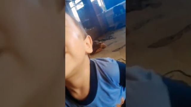 си си си си си си с курицей