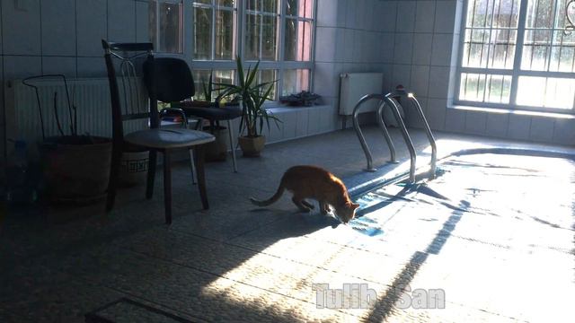 Кот Веня - разрешите, я воды попить ... смотреть онлайн