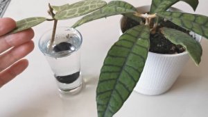 Видео 29. Укоренение черенка хойи на срез