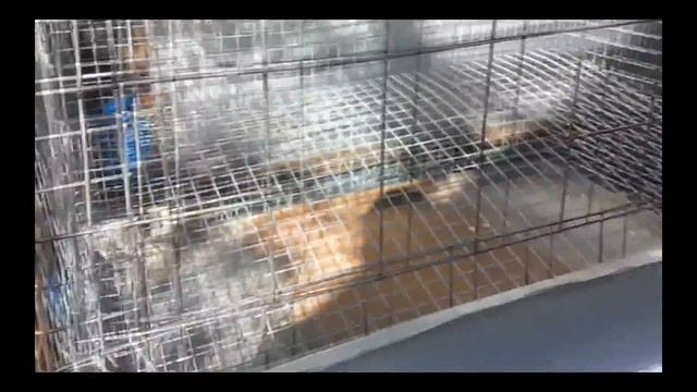 Клетка для кур несушек полностью из сетки! Cage for hens completely from the grid! смотреть онлайн