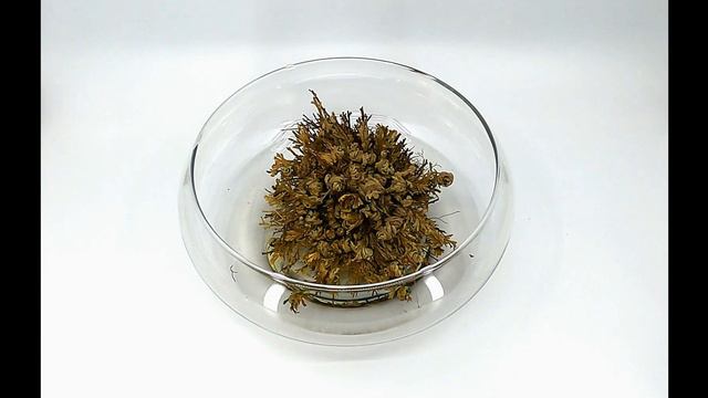 Rose of Jericho Time-lapse смотреть онлайн