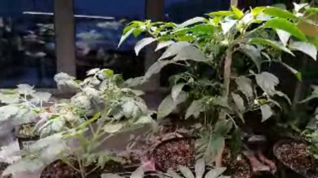 Снегопад. смотреть онлайн