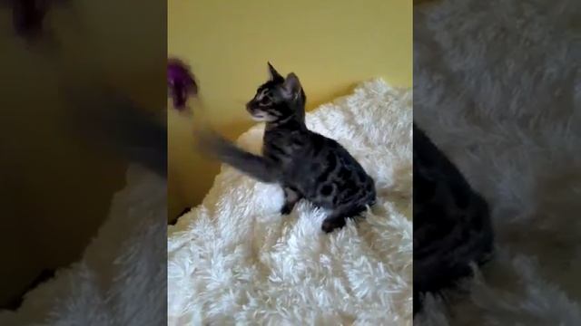 Черный бенгал.