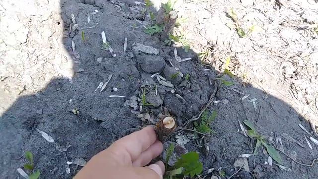Весеннее пробуждение окулянтов плодовых. Цветение колоновидного персика смотреть онлайн