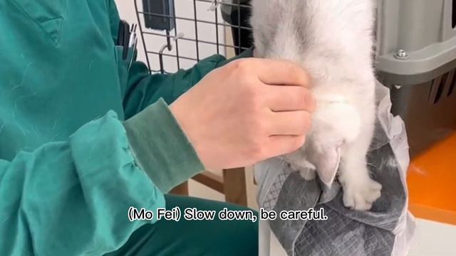 Miserable Ailing Kittens were Thrown Out by Cruel Owner Never Giving Up, Hoping for a New Life смотреть онлайн