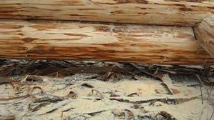 Сруб в русский угол , осадка бревна .