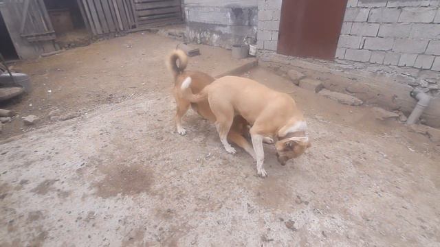 Встречают меня после 1.5 мес. отсутствия! смотреть онлайн