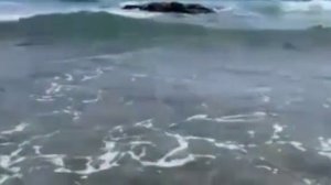 Песни Андрея Бандеры!