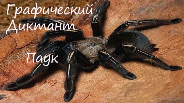 Графический Диктант Паук смотреть онлайн