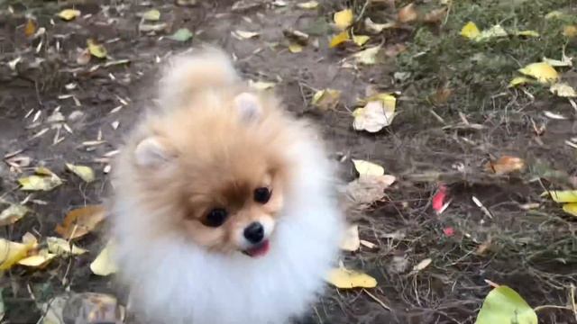 Щенку шпица 5 месяцев? #шпиц #шпицы