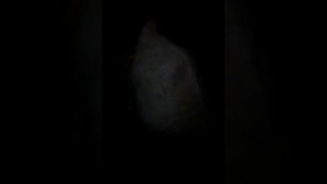 Как коза Ветка собиралась рожать в 2018г.февраль. смотреть онлайн