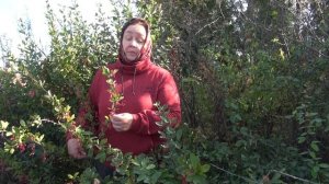 БАРБАРИС || Полезные и лечебные свойства