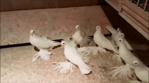 Маленькая голубятня с Шикарными Голубями /Petite Dovecote and Beautiful Pigeons( А. Моор , Gifhorn
