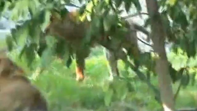Тигры и львы смотреть онлайн