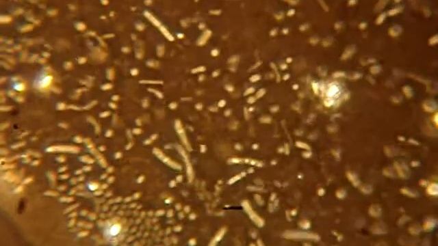 Бактерии.Bacteria смотреть онлайн