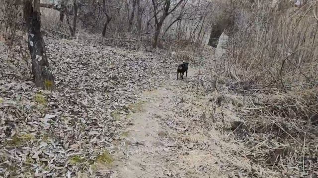 HURPIN розплiдник,#kennelhurpin,мініатюрний пiнчер,цвергпiнчер,карликовий пiнчер,мiнiдоберман,пiнче смотреть онлайн