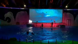 Грозненский Дельфинарий (видео)