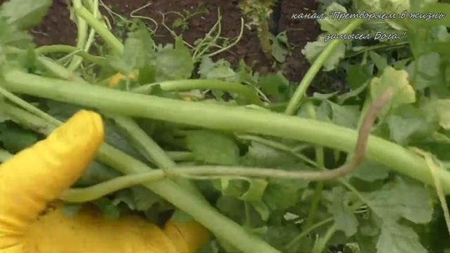 Когда сидераты приносят вред,4 х-летний эксперимент смотреть онлайн